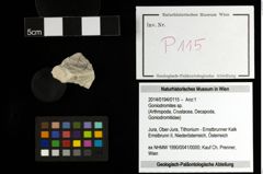 Foto (Objekt + Etiketten) von Goniodromites sp. 